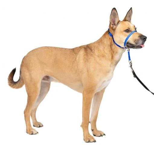 PetSafe Gentle Leader Quick Release Dog Head Collar -Deals PETSAFE Store 1106857