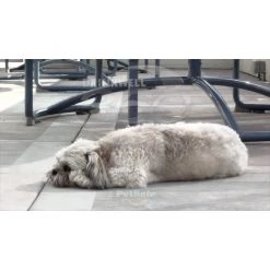 PetSafe Drinkwell 360 Dog and Cat Water Fountain, Plastic, 128 oz. 15 PetSafe Drinkwell 360 Dog and Cat Water Fountain, Plastic, 128 oz. -Deals PETSAFE Store 1136879 VIDEO 1 480x270 1200k