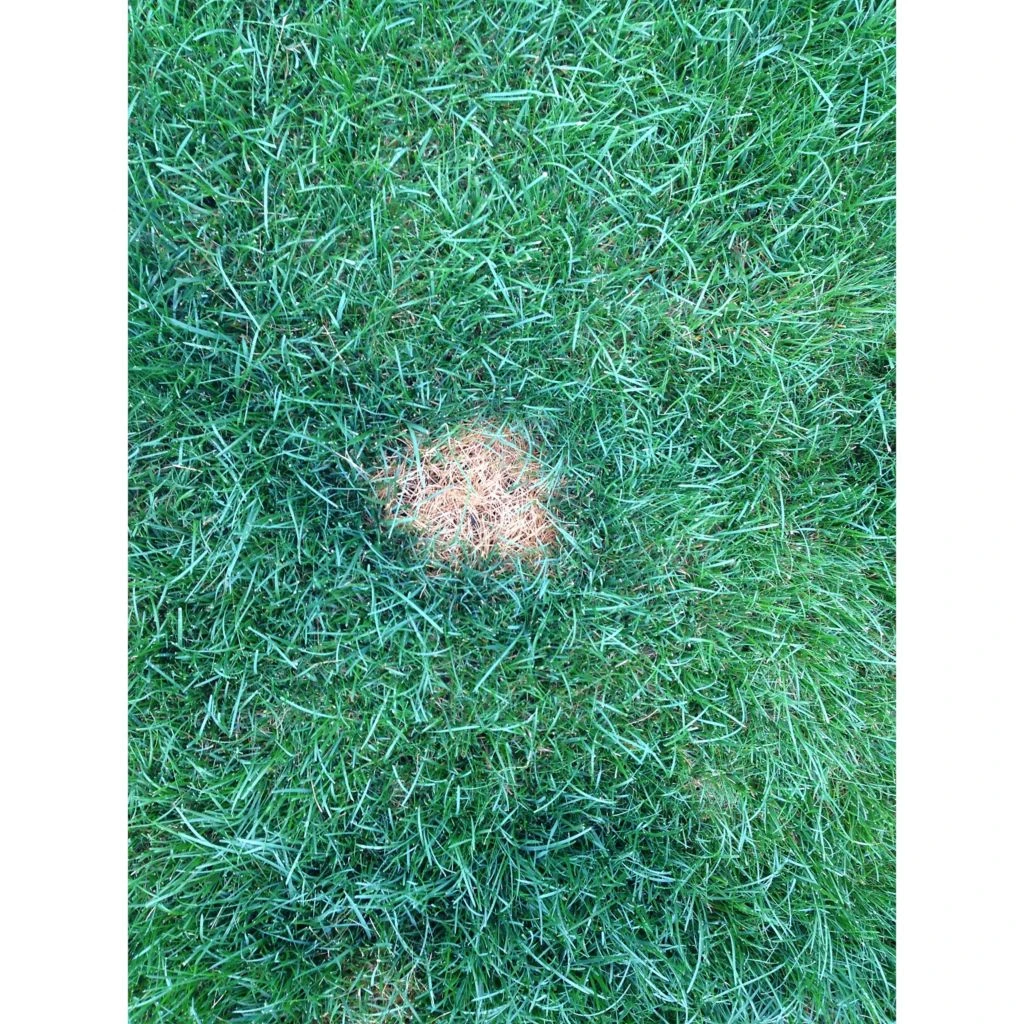 PetSafe Lawn Protector Pet Urine Neutralizer Water Pucks, 2 ct. 4 PetSafe Lawn Protector Pet Urine Neutralizer Water Pucks, 2 ct. - Image 2