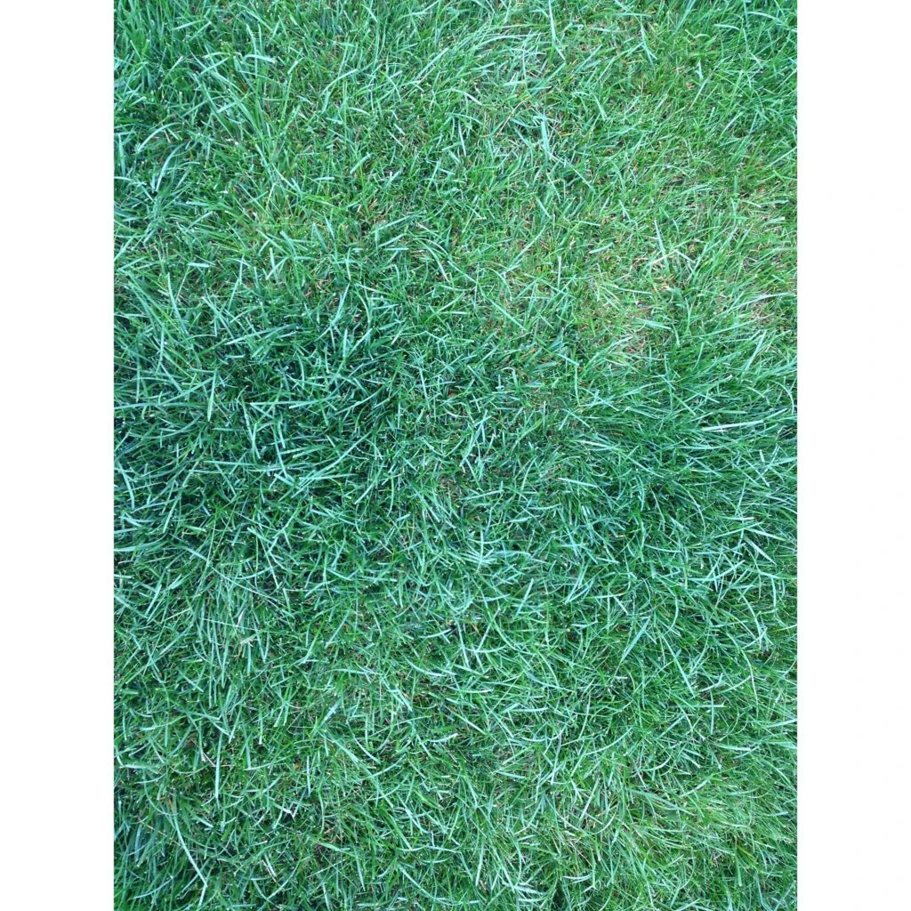 PetSafe Lawn Protector Pet Urine Neutralizer Water Pucks, 2 ct. 5 PetSafe Lawn Protector Pet Urine Neutralizer Water Pucks, 2 ct. - Image 3