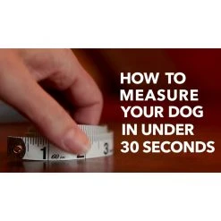 PetSafe Easy Walk Chic Dog Harness, Donuts 21 PetSafe Easy Walk Chic Dog Harness, Donuts -Deals PETSAFE Store 1258774 VIDEO 1 480x270 1200k