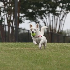 PetSafe Tennis Ball Dog Toys, 3-Pack -Deals PETSAFE Store 1258841 A2