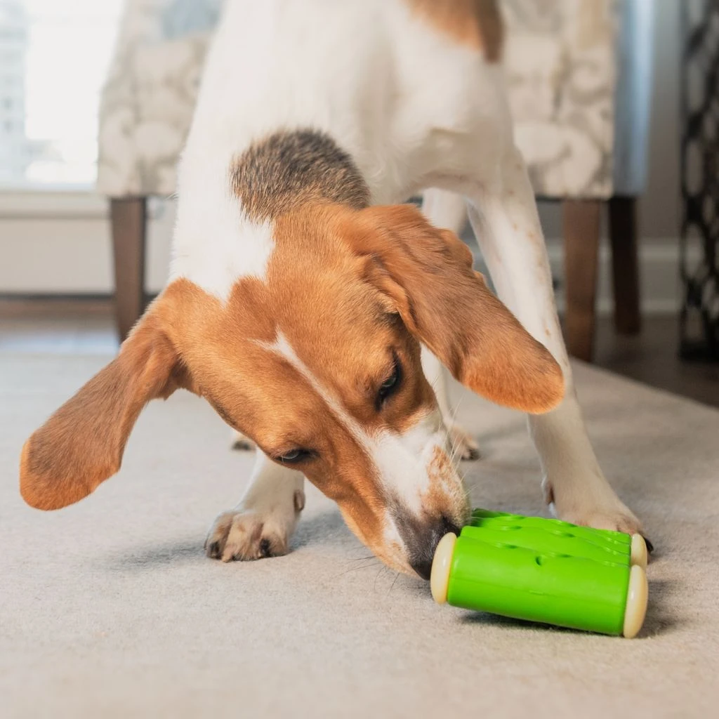 PetSafe Busy Buddy Ribinator Dog Toy, Small 5 PetSafe Busy Buddy Ribinator Dog Toy, Small - Image 3