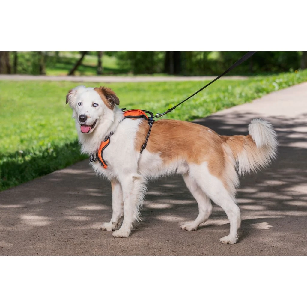 PetSafe Walk Along Reflective Outdoor Dog Harness, Small, Orange 4 PetSafe Walk Along Reflective Outdoor Dog Harness, Small, Orange - Image 2