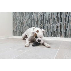 PetSafe Squeak 'N Treat Ninja Star Dog Chew Toy, Medium -Deals PETSAFE Store 1460326 A6