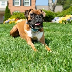 PetSafe 300 Yard Remote Spray Trainer for Dogs -Deals PETSAFE Store 1460335 A6