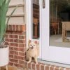 PetSafe Sliding Glass Pet Door, 2 pc., Small 1 PetSafe Sliding Glass Pet Door, 2 pc., Small -Deals PETSAFE Store 1460336