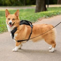 PetSafe Walk Along Reflective Outdoor Dog Harness 9 PetSafe Walk Along Reflective Outdoor Dog Harness -Deals PETSAFE Store 1592324 A1