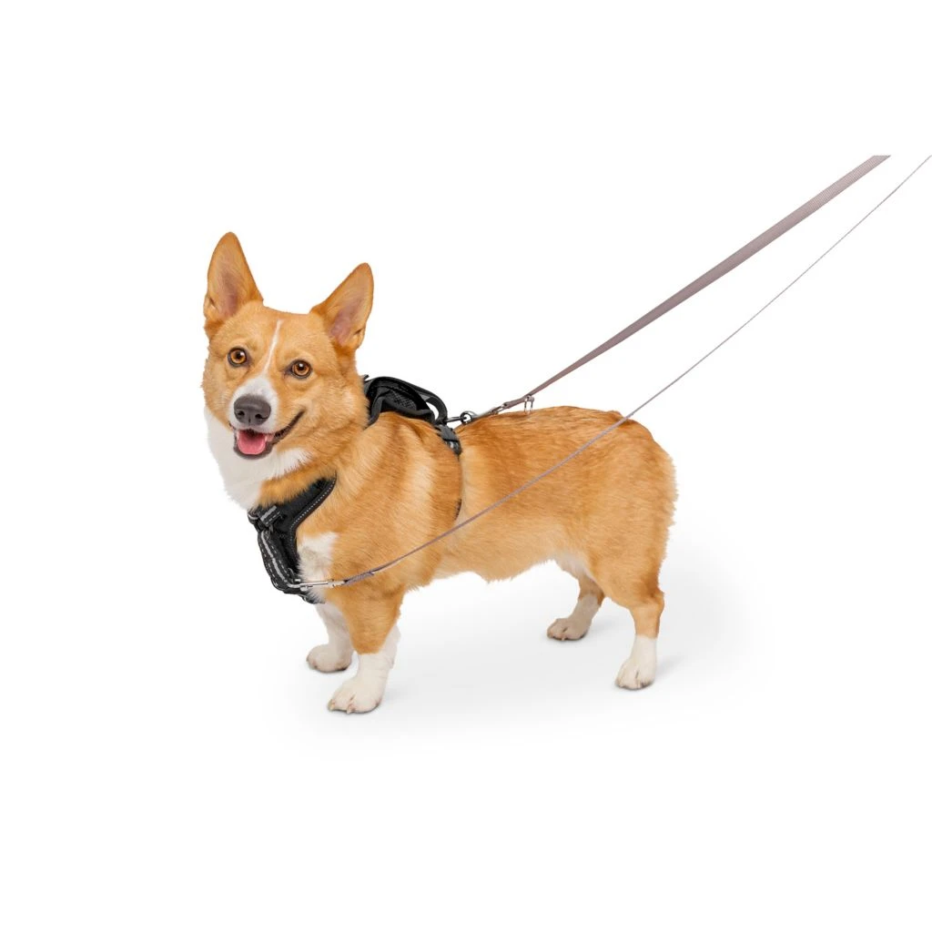 PetSafe Walk Along Reflective Outdoor Dog Harness 5 PetSafe Walk Along Reflective Outdoor Dog Harness - Image 3