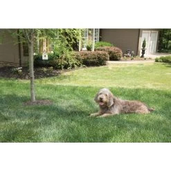 PetSafe 0.25 Acres Operating Range Outdoor Bark Control Device 20 PetSafe 0.25 Acres Operating Range Outdoor Bark Control Device -Deals PETSAFE Store 3690147 A8