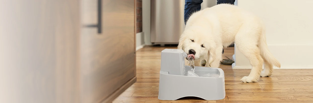 PetSafe Sales 2022 -Deals PETSAFE Store 2